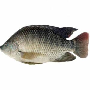FROZEN TILAPIA (800/1000)