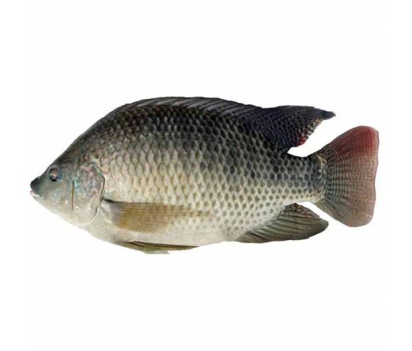 frozen_tilapia FROZEN TILAPIA (800/1000)